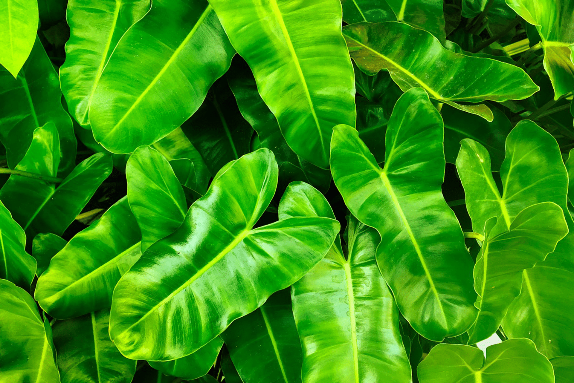 plantes-pour-tous-Evok-Collection-RSE